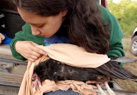 Yurok Tribe to release condors in California