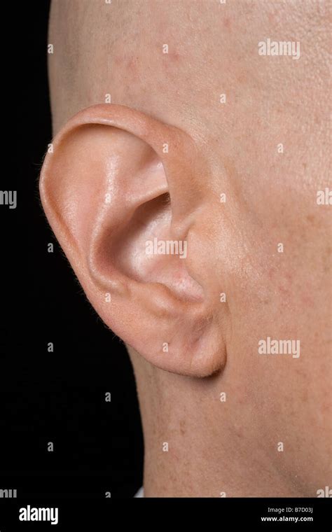 mans ear stock photo alamy