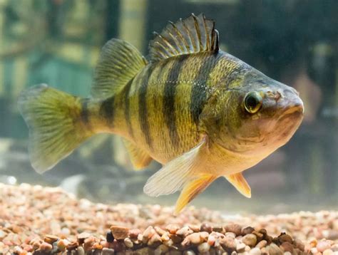 Рыба окунь🐟: фото и описание. Как выглядит окунь👍, чем питается и где ...