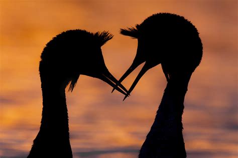 The Breathtaking Winners of the British Wildlife Photography Awards ...