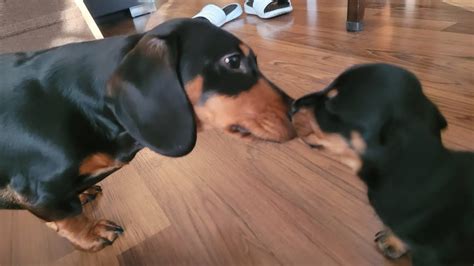 Daschund morning play - YouTube