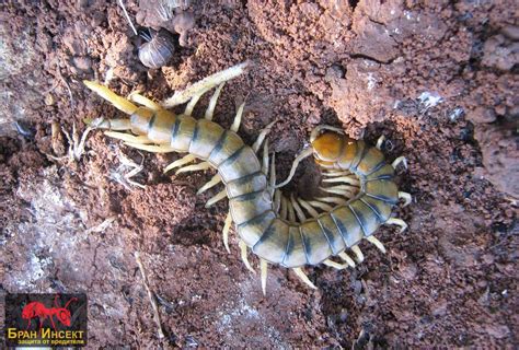 Средиземноморска сколопендра или пръстенчата сколопендра (Scolopendra ...