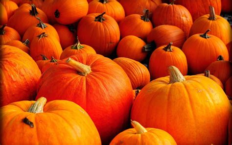 Thanksgiving Pumpkin Wallpapers - Top Free Thanksgiving Pumpkin ...