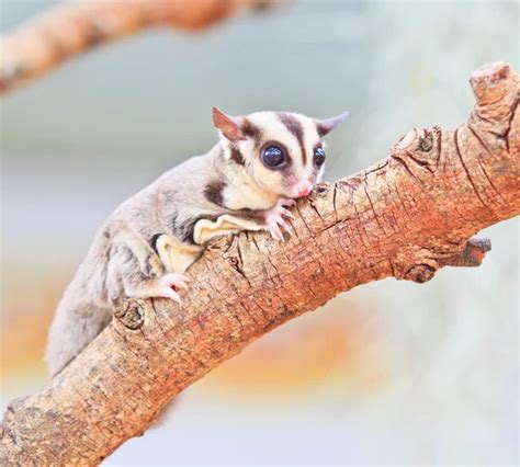 Sugar glider Stock Photo by ©Deerphoto 37718371