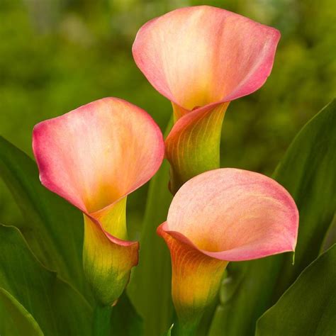 Calla Lily (Zantedeschia 'Peach Pazazz') in the Callas Database ...
