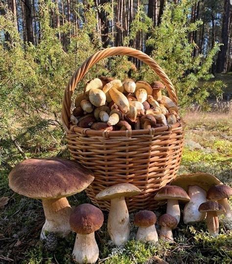 Плакаты Всемирный день грибника (47 фото) » Рисунки для срисовки и не ...