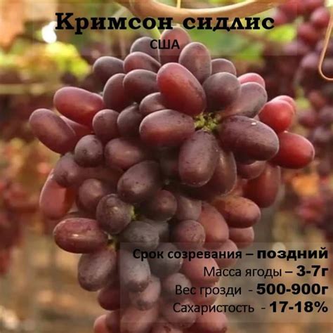 Виноград Кримсон сидлис купить саженцы почтой по низкой цене в интернет ...