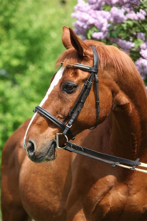 Budyonny Horse in Front of Flowering Tree Stock Image - Image of ...