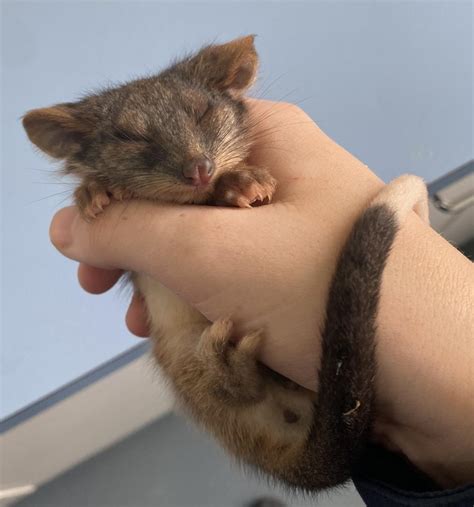 cute little baby ringtail possum that was found inside his deceased ...