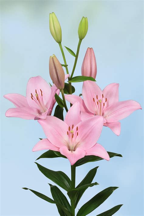 Tsjaikovski - LA Hybrid Lilium - P. Aker Flower bulbs and Seeds