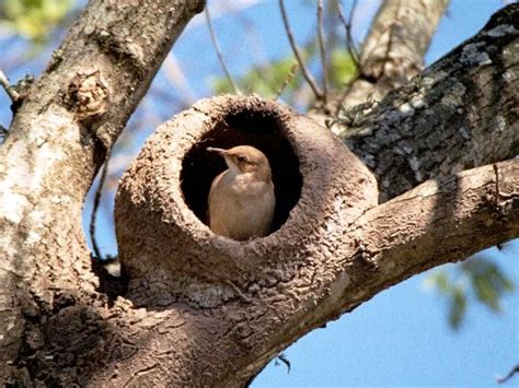 Passaro João De Barro - João-de-barro na Argentina: descubra os habitats do emblemático pássaro ...