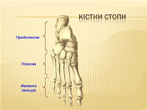 Презентація до теоретичного заняття на тему: "Остеалогія та артрологія"