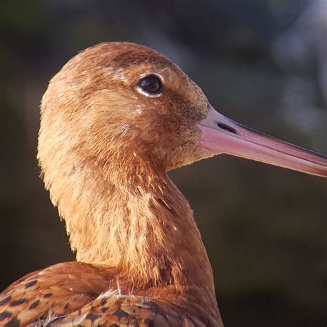 Latest sightings | WWT