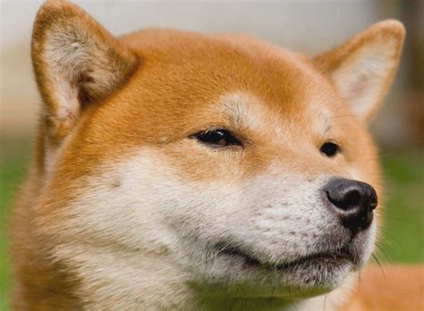 Doge/Dogecoin