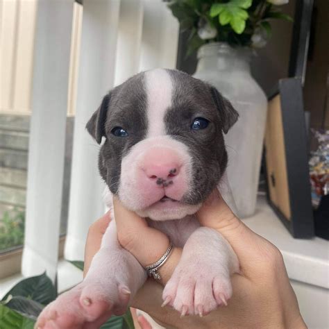 American Staffy pups