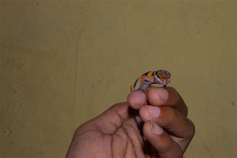 hand held tame leopard gecko lizard 9743573 Stock Photo at Vecteezy
