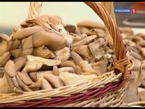 Грибы вешенки: польза и вред. Как вырастить вешенки в домашних условиях ...