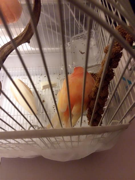 is it normal canary vomiting at home 3