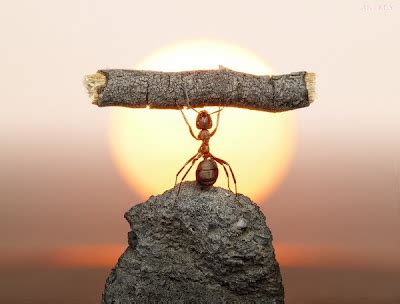 The total weight of all the ants on Earth is about the same as ...
