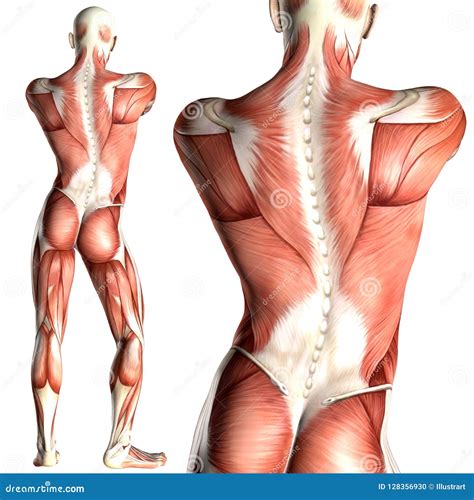 3d Illustration Of A Male Anatomy With Back View Muscle Map | CartoonDealer.com #128356930