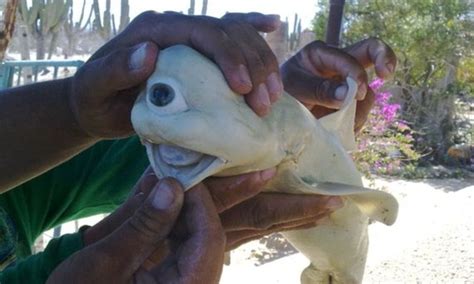 One-eyed albino 'cyclops' shark discovered by fisherman | Daily Mail Online