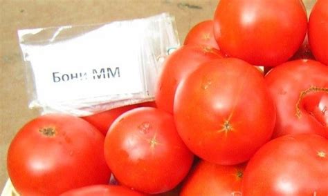 Томат Бони ММ: характеристики и описание сорта, урожайность, отзывы, фото
