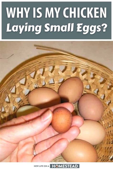 chicken laying small eggs top  reasons