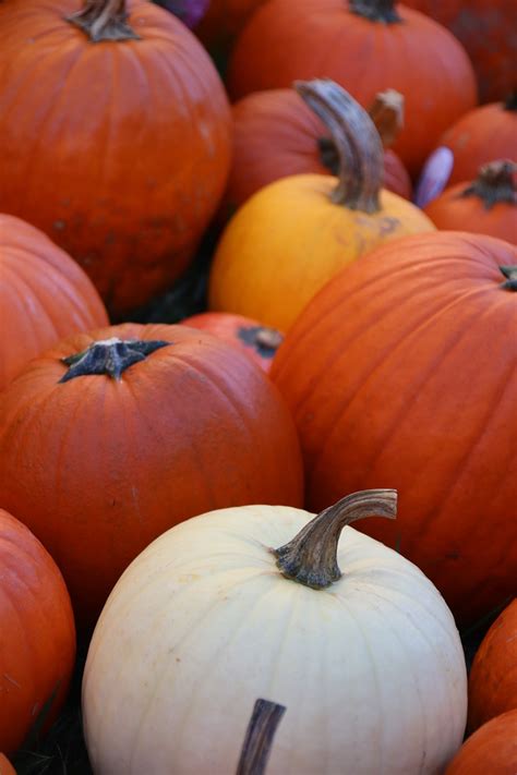 Pumpkins Fall Pumpkin - Free photo on Pixabay