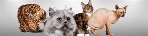 The 10 most popular cat breeds in the world - Felinopedia