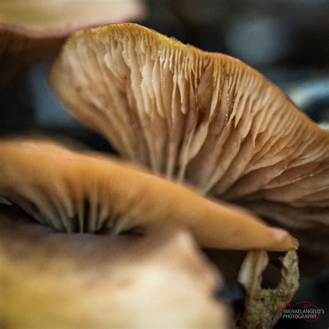 Mushrooms in Northeast Ohio