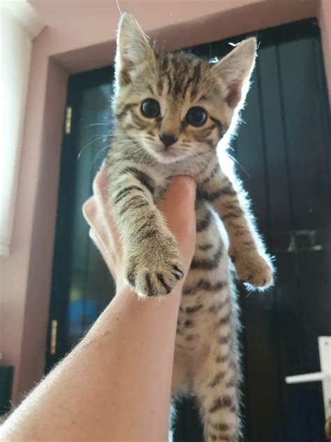 One of the kittens I'm adopting on Sunday 🥺 | Scrolller