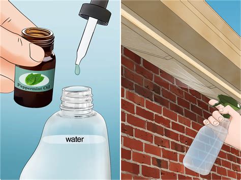 how to get rid wasp nest 6