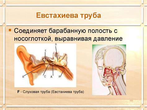 Слуховой анализатор - online presentation