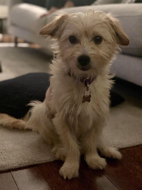 Poodle Terrier Mix