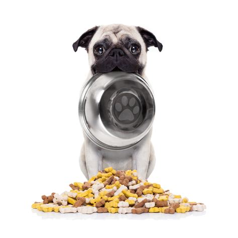 The Diet of a Pug - zooplus Magazine