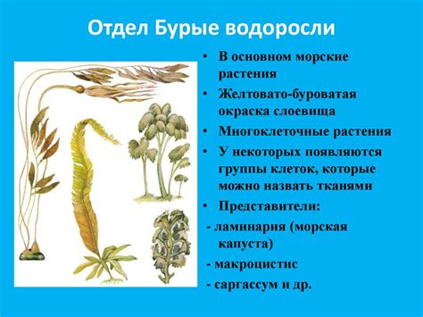 Многообразие водорослей - презентация онлайн