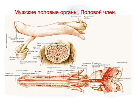 Половая система человека - презентация онлайн