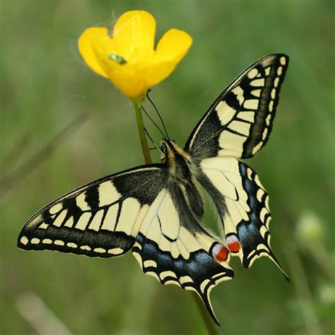 Butterflies (Superfamily Papilionoidea) · iNaturalist.org
