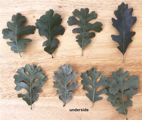 Quercus Lobata White Oak