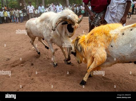 kidaai muttu goat fighting  madurai tamil nadu south india india