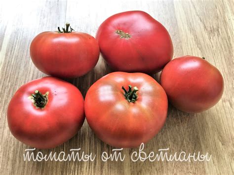Дикий картофельный листик (ПРОЕКТ "DWARF TOMATO") - семена томатов