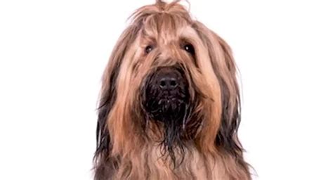 Afaird Dog Breed Price, Lifespan, Temperament and Size » DecadesLife