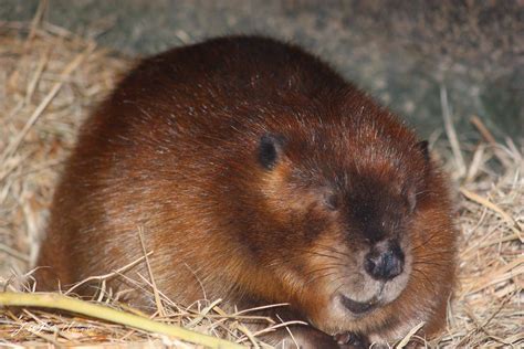 Бобры (лат. Castoridae) – Интересные животные