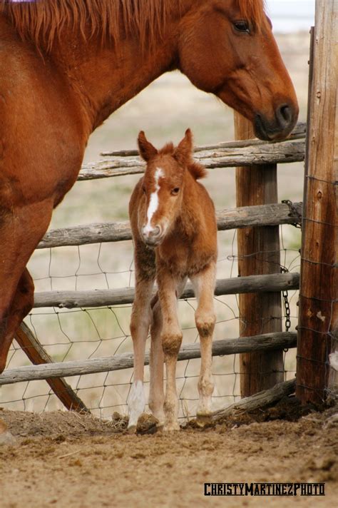 Pony Riding By: Newborn horses