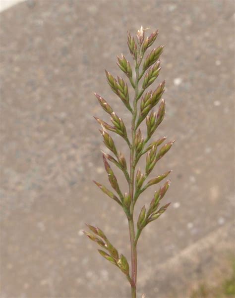 fern grass naturespot