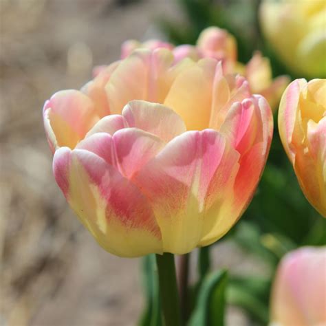Tulipán - Tulipa 'Creme Upstar' - Királykert - Vir