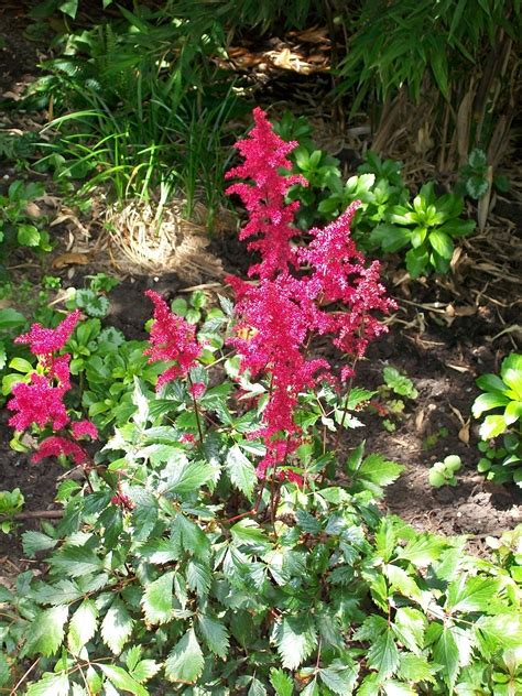 Vancouver Voyager: Death of a Blond Playmate