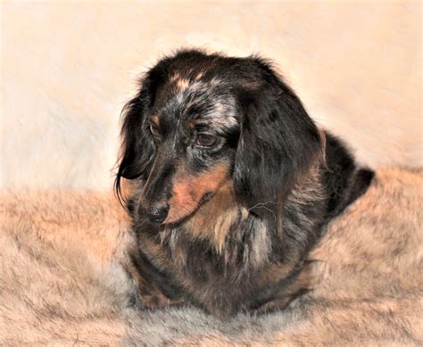 Chocolate and Tan Dachshund for Sale | Select Dachshunds