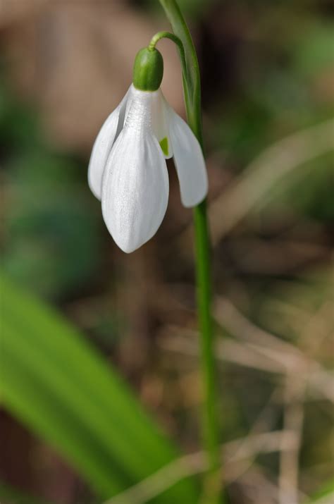 Spring is arriving - Pentax User Photo Gallery