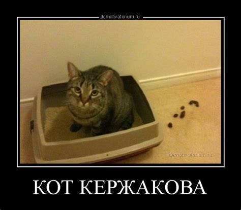 Демотиватор КОТ КЕРЖАКОВА